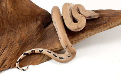 Scoria Colombian Boa