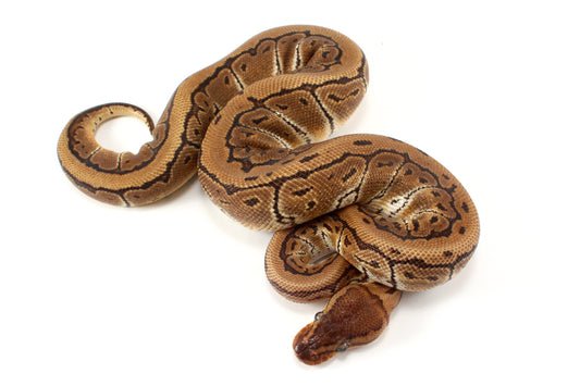 Pinstripe Ball Python