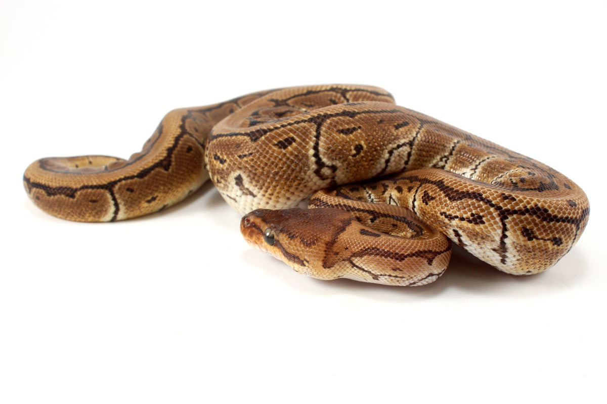 Pinstripe Ball Python