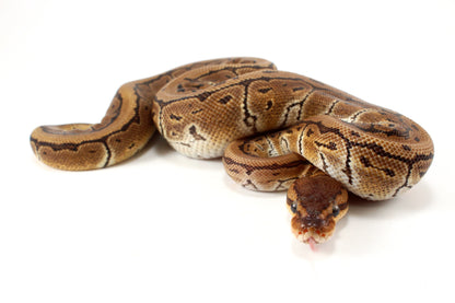 Pinstripe Ball Python