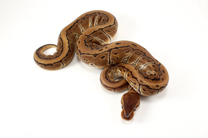 Pinstripe Ball Python