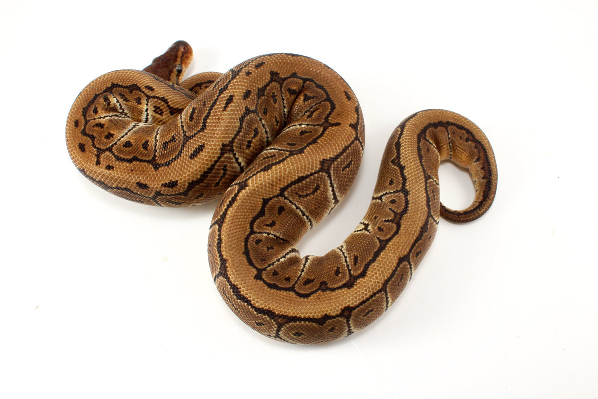 Pinstripe Ball Python