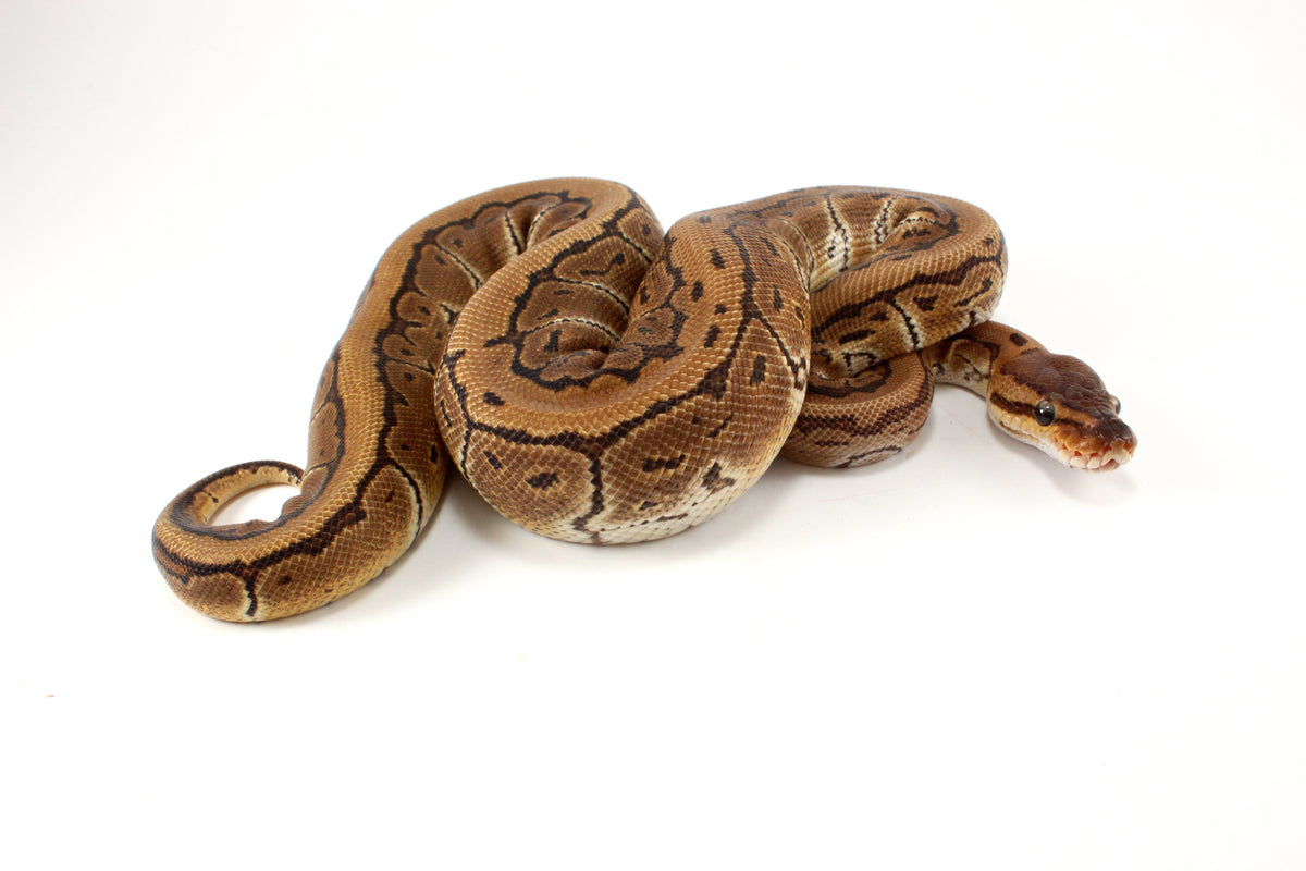 Pinstripe Ball Python