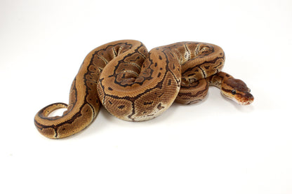 Pinstripe Ball Python