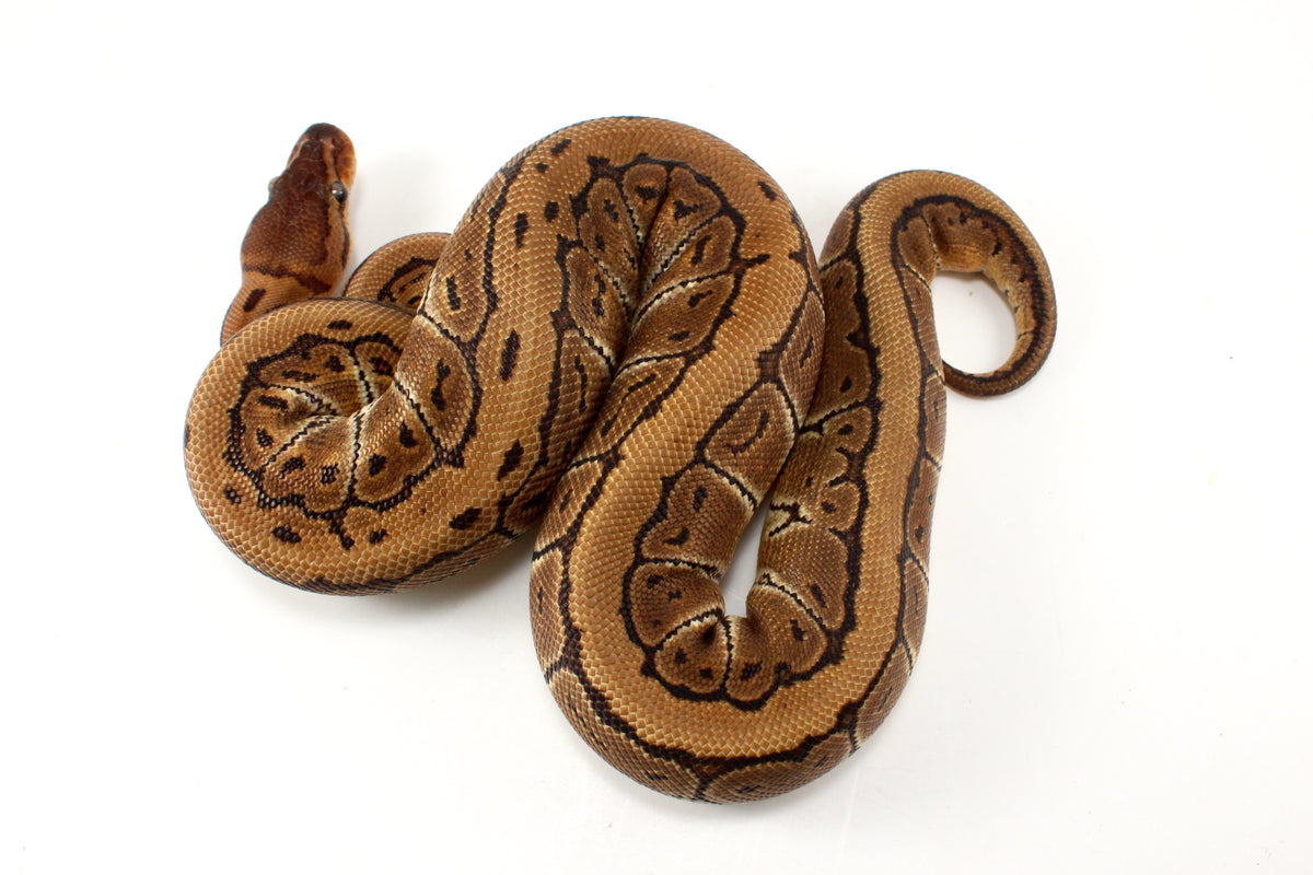 Pinstripe Ball Python
