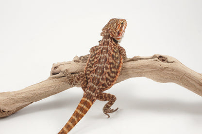 Orange Tiger Leatherback Bearded Dragon