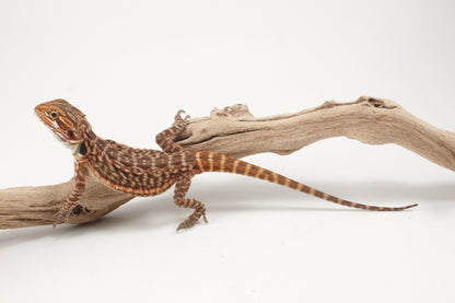 Orange Tiger Leatherback Bearded Dragon