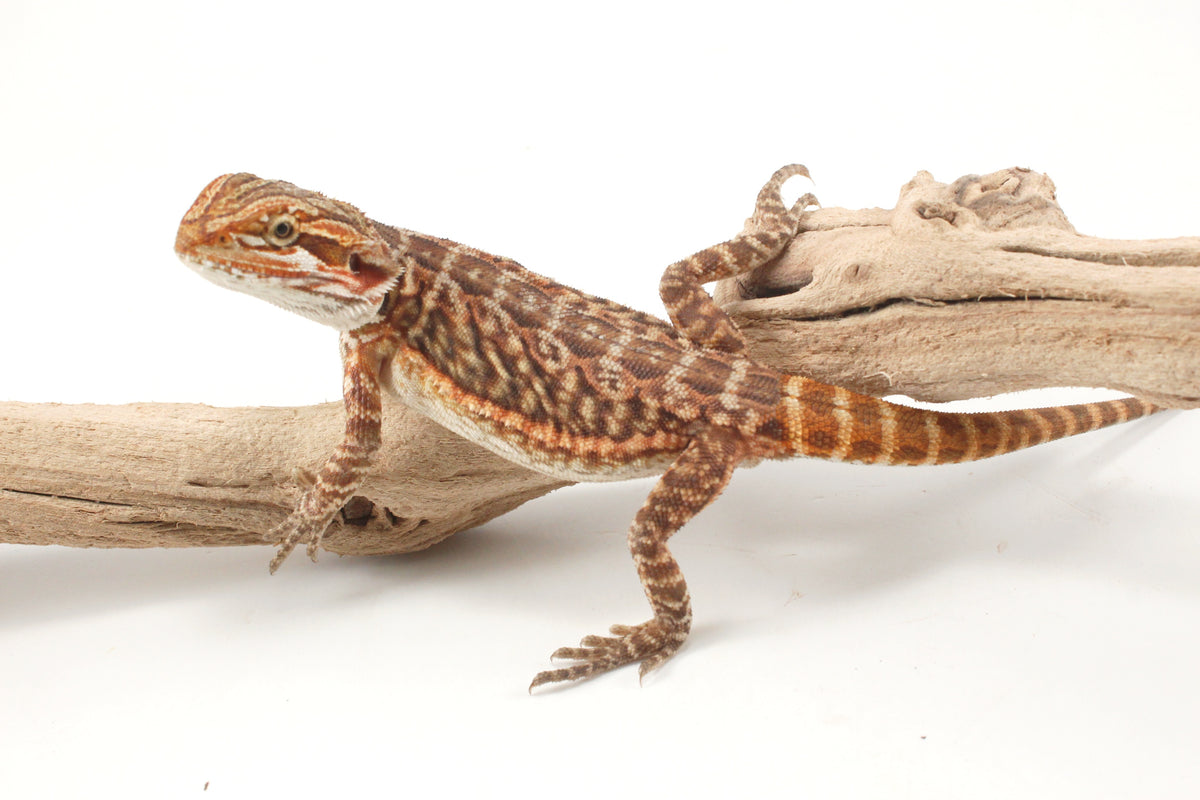 Orange Tiger Leatherback Bearded Dragon