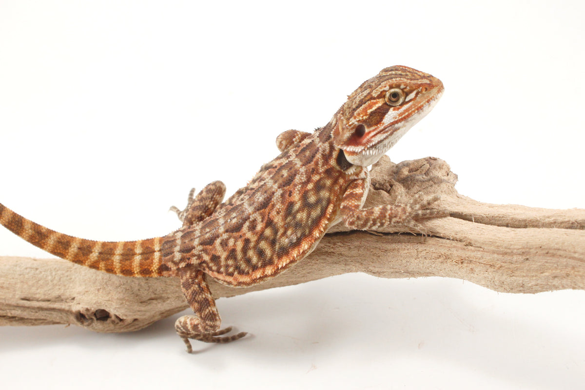 Orange Tiger Leatherback Bearded Dragon