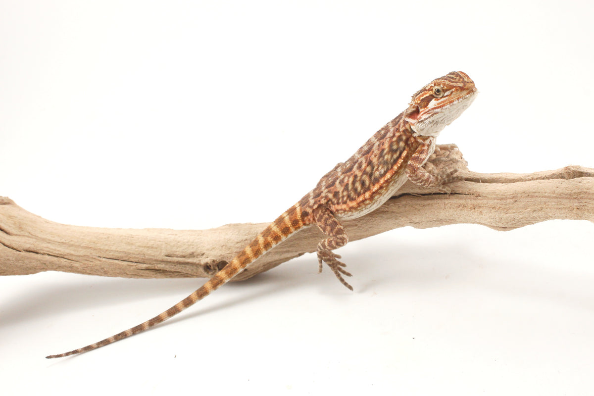 Orange Tiger Leatherback Bearded Dragon