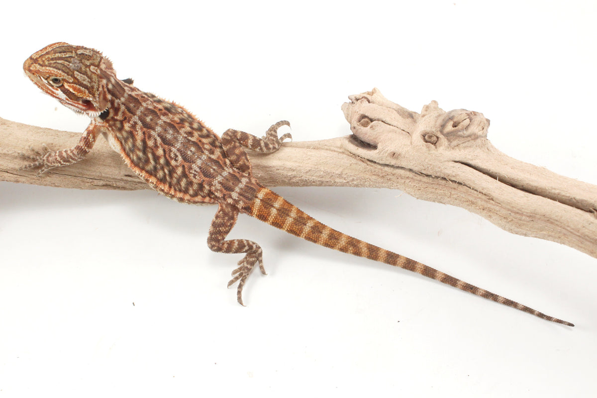 Orange Tiger Leatherback Bearded Dragon