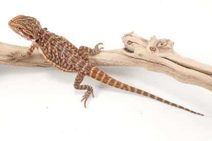 Orange Tiger Leatherback Bearded Dragon