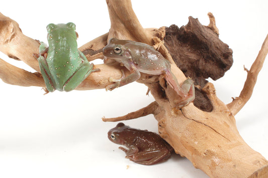 Snowflake White's Tree Frog