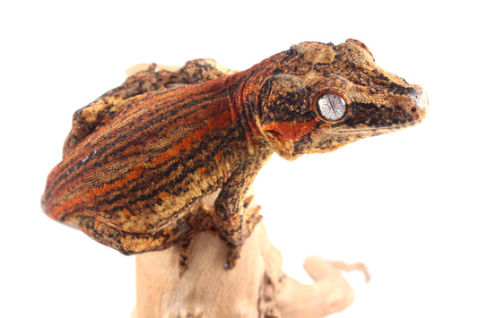 Orange Striped Gargoyle Gecko