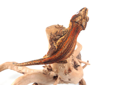 Orange Striped Gargoyle Gecko