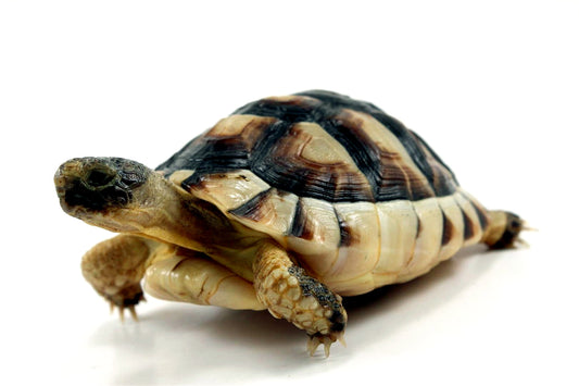 Marginated Tortoise