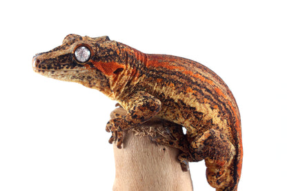 Orange Striped Gargoyle Gecko