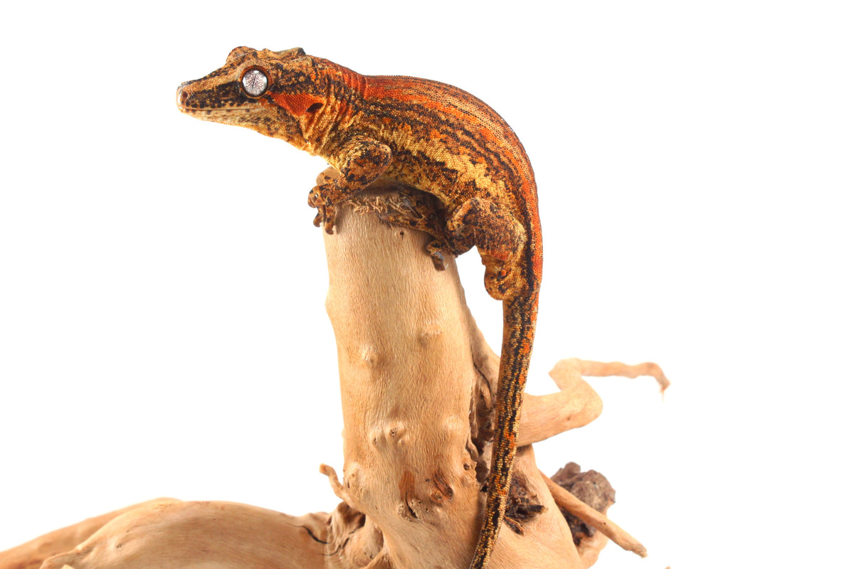 Orange Striped Gargoyle Gecko