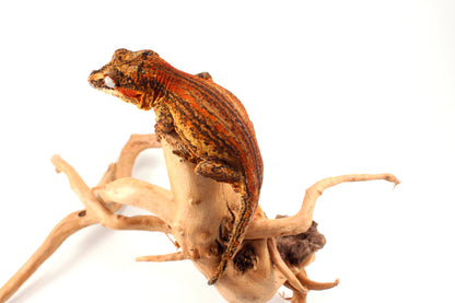 Orange Striped Gargoyle Gecko