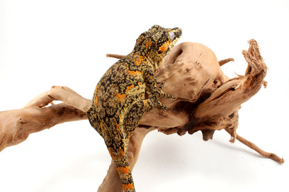 Orange Blotched Gargoyle Gecko