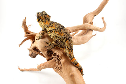 Orange Blotched Gargoyle Gecko