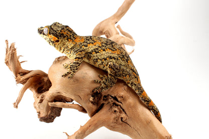 Orange Blotched Gargoyle Gecko