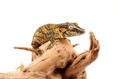 Orange Blotched Gargoyle Gecko