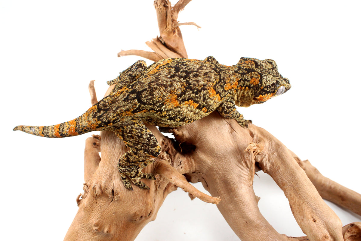 Orange Blotched Gargoyle Gecko
