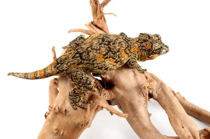 Orange Blotched Gargoyle Gecko
