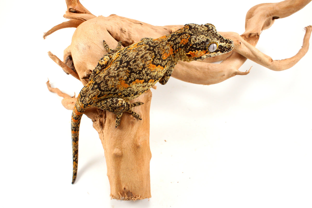Orange Blotched Gargoyle Gecko