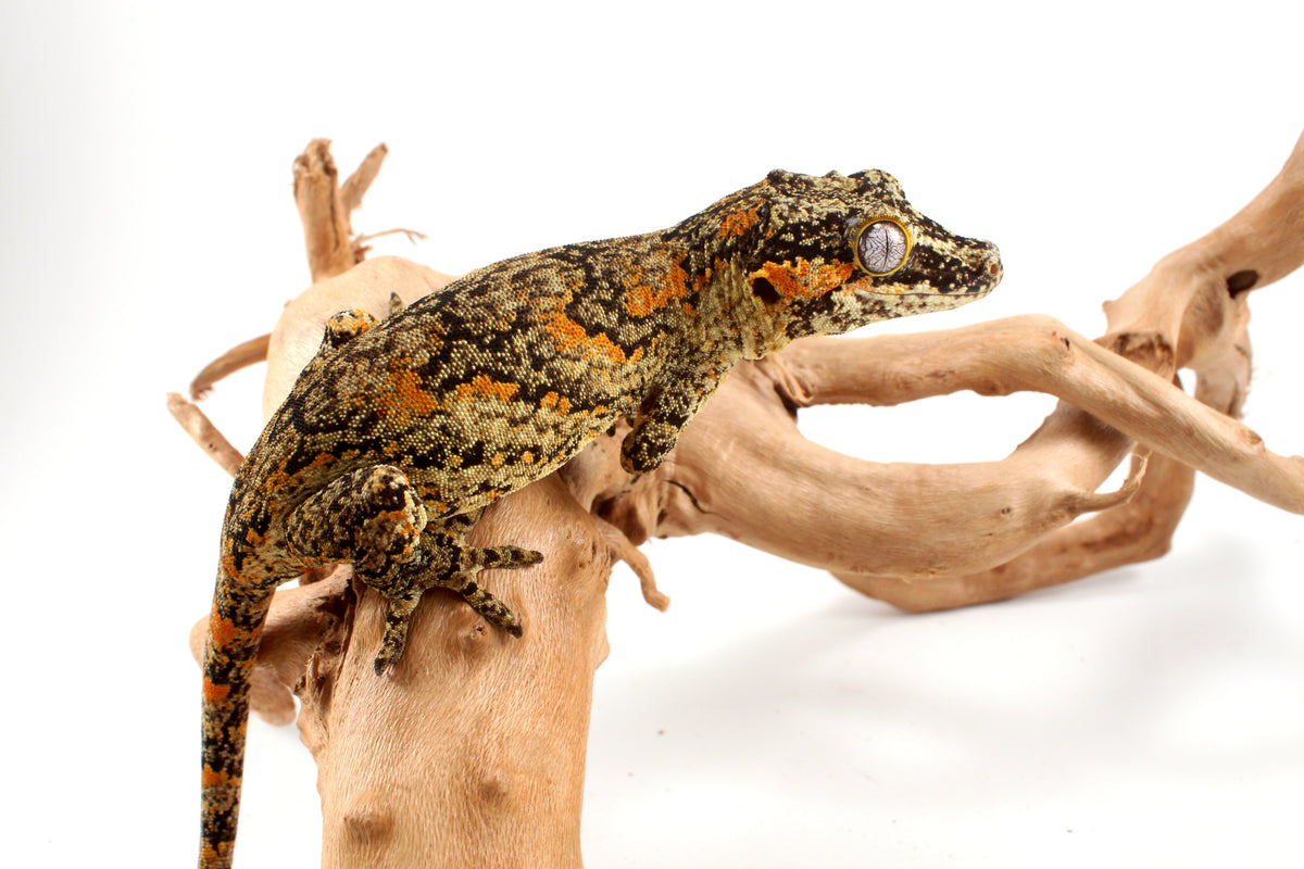 Orange Blotched Gargoyle Gecko