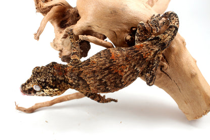 Orange Blotched Gargoyle Gecko