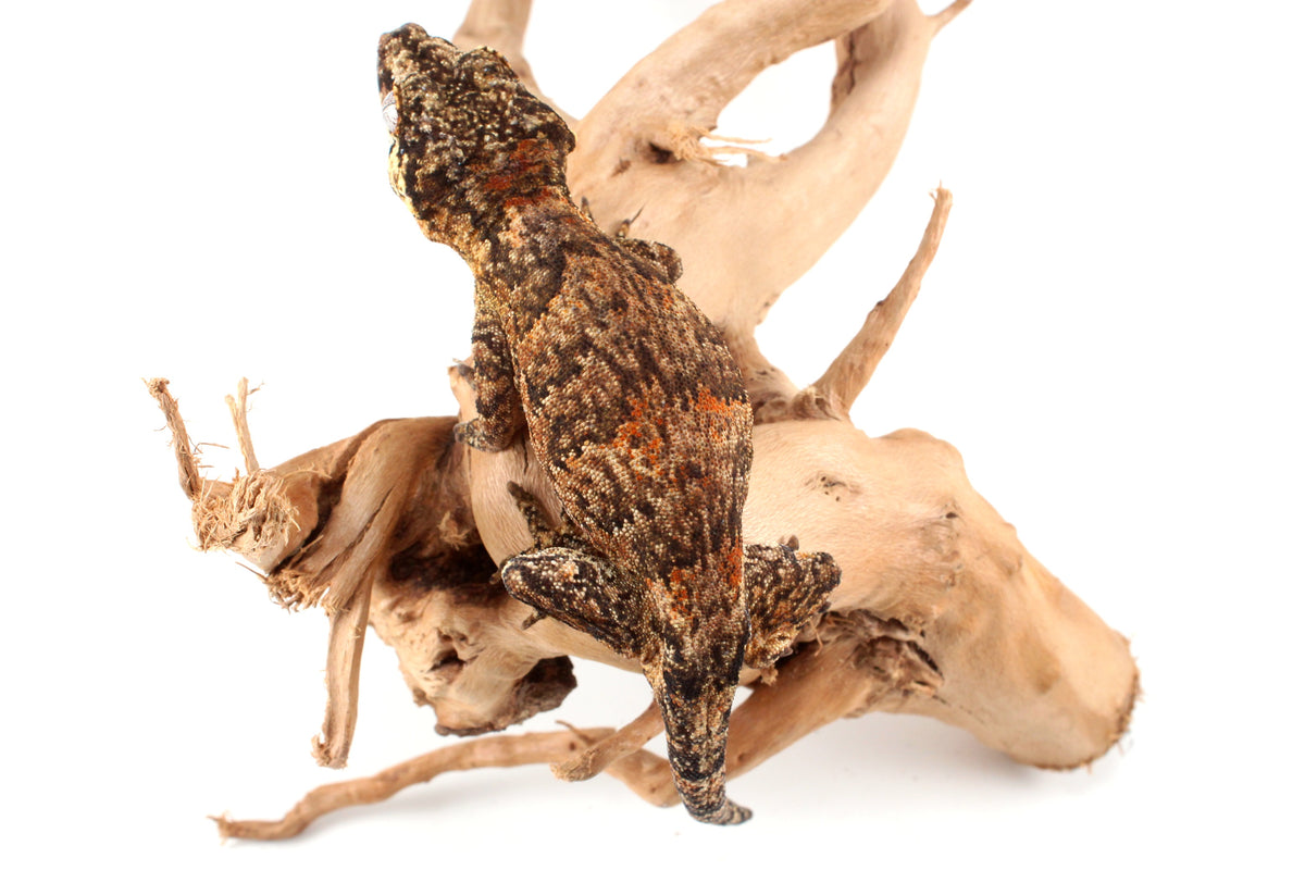 Orange Blotched Gargoyle Gecko