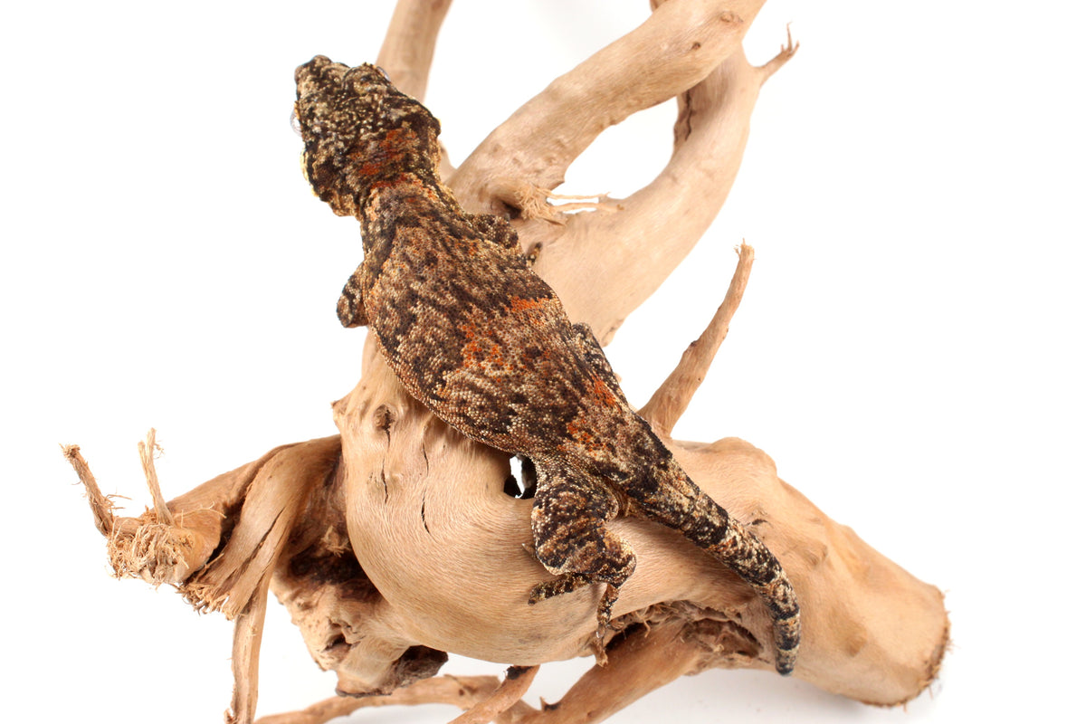 Orange Blotched Gargoyle Gecko