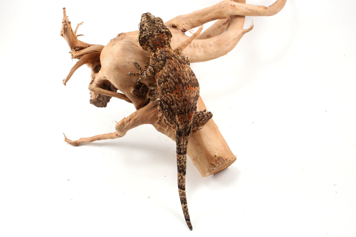 Orange Blotched Gargoyle Gecko