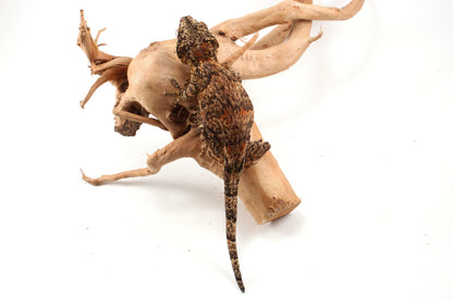 Orange Blotched Gargoyle Gecko