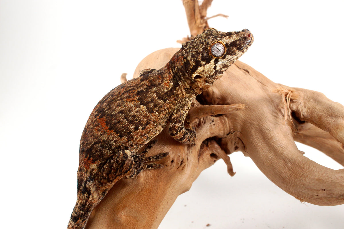 Orange Blotched Gargoyle Gecko