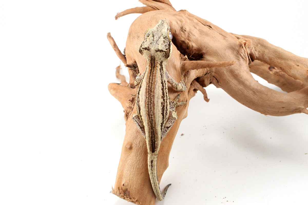 Red Striped Gargoyle Gecko