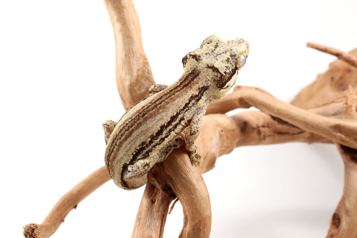 Red Striped Gargoyle Gecko
