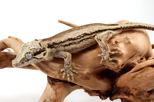 Red Striped Gargoyle Gecko