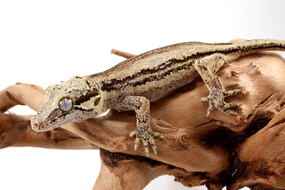 Red Striped Gargoyle Gecko