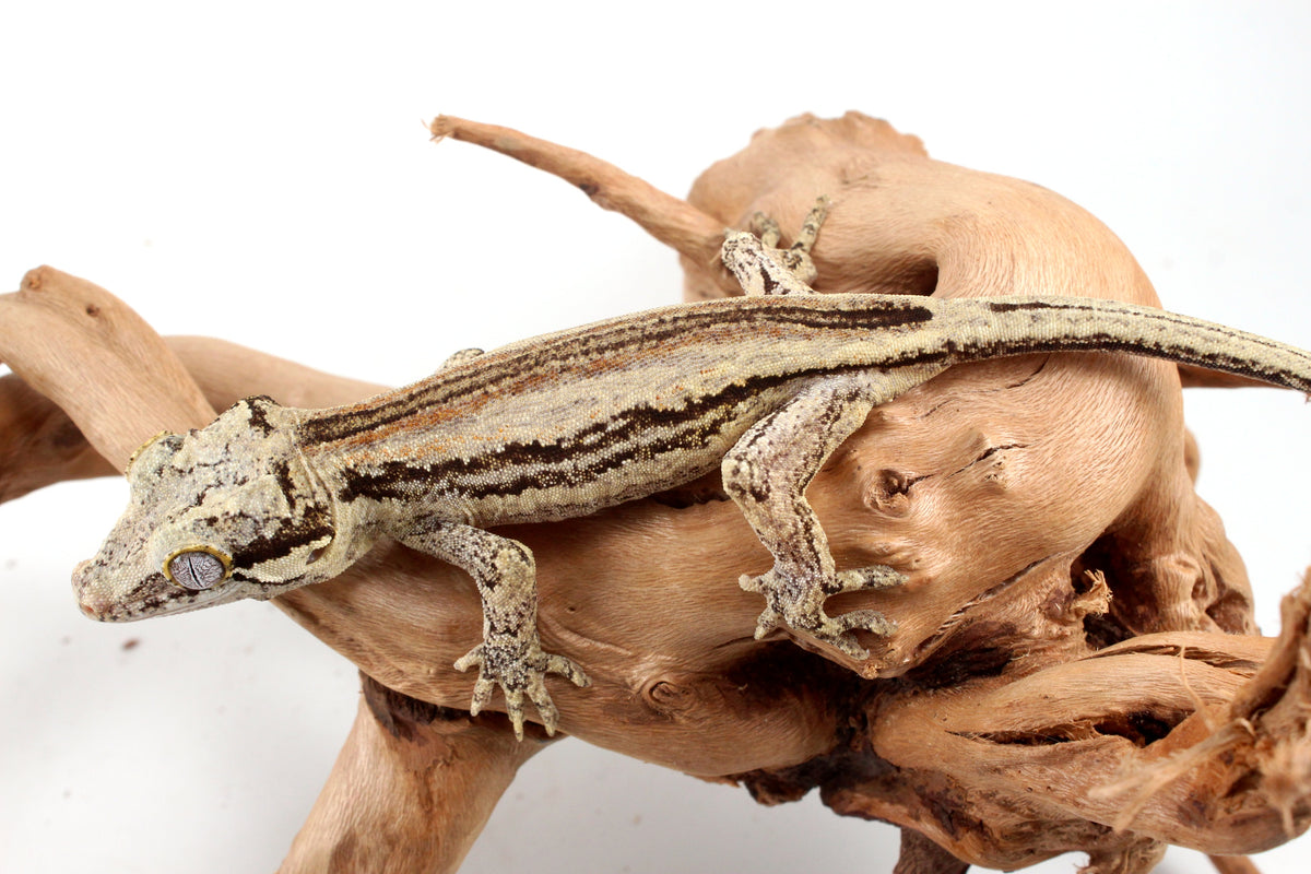 Red Striped Gargoyle Gecko
