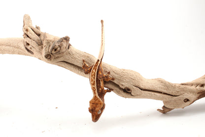 Harlequin Crested Gecko