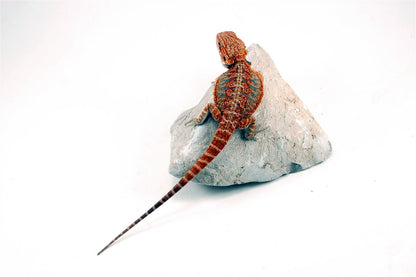 Hypo High Orange Citrus Bearded Dragon