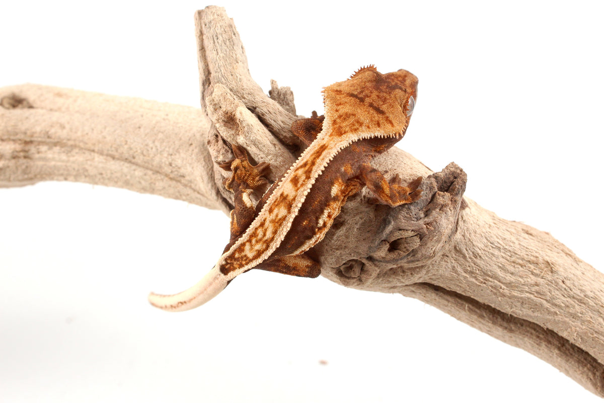 Harlequin Crested Gecko