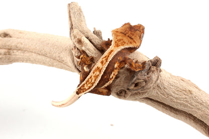 Harlequin Crested Gecko