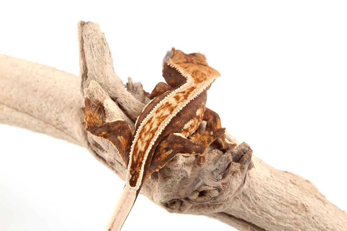 Harlequin Crested Gecko