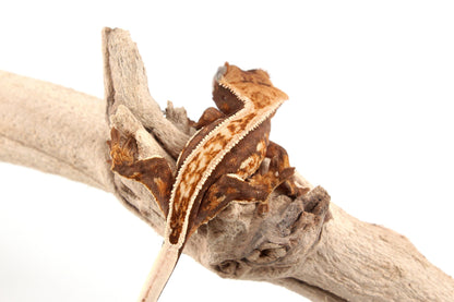 Harlequin Crested Gecko
