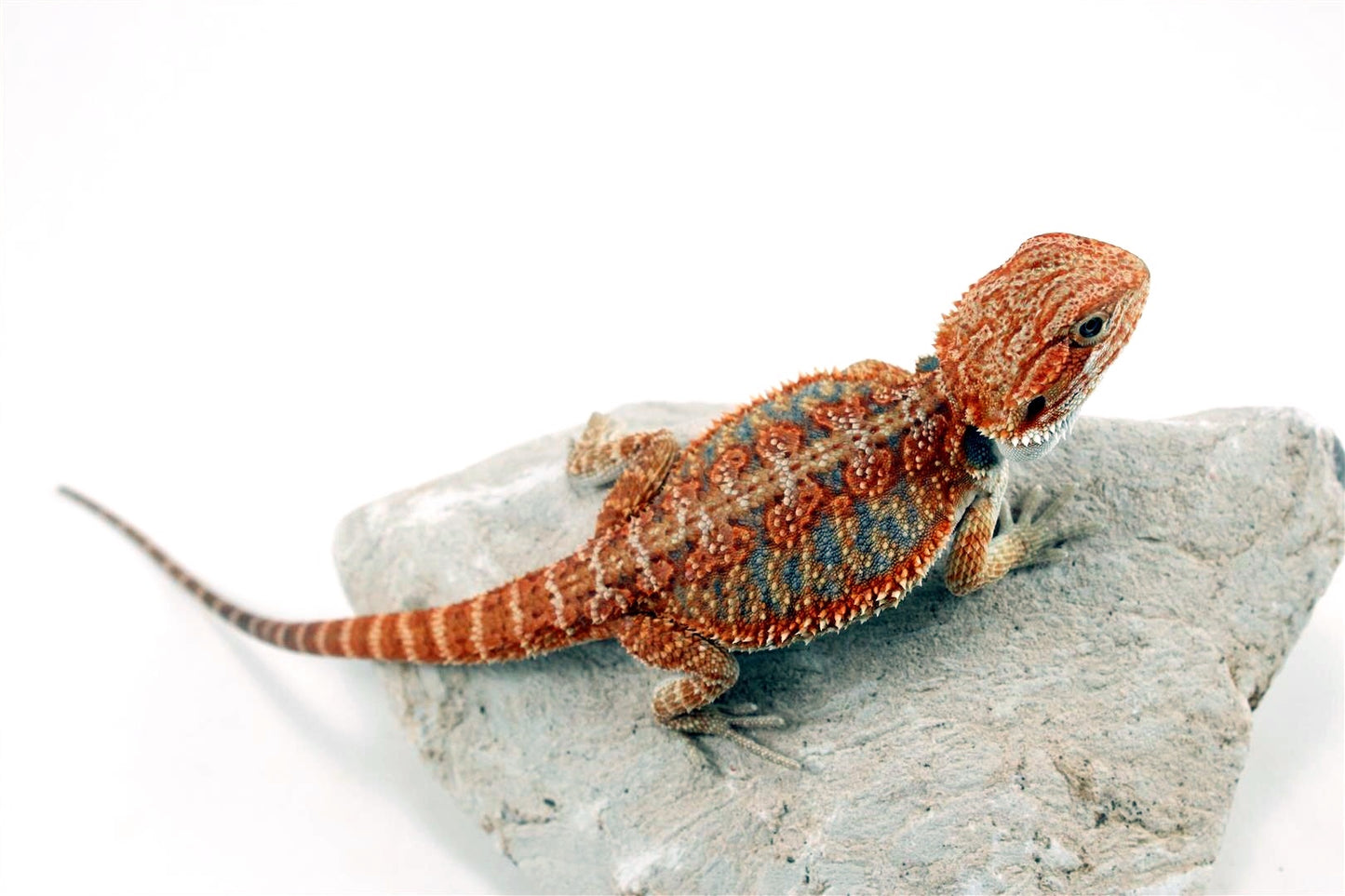 Hypo High Orange Citrus Bearded Dragon