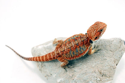 Hypo High Orange Citrus Bearded Dragon